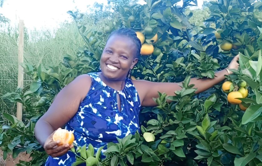 Orange Tree